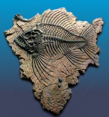 Photo:  fish fossil